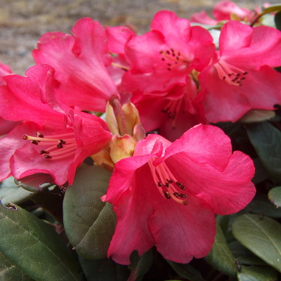  Rhododendron